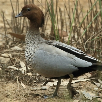 Chenonetta jubata (Australian Wood Duck) at Gibberagee, NSW - 13 Nov 2014 by Bungybird