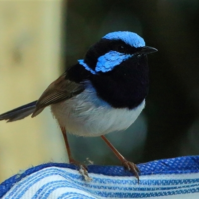 Malurus cyaneus (Superb Fairywren) at Gibberagee, NSW - 13 Nov 2014 by Bungybird