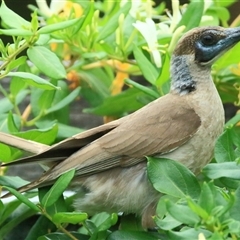 Philemon citreogularis (Little Friarbird) at Gibberagee, NSW - 13 Nov 2014 by Bungybird