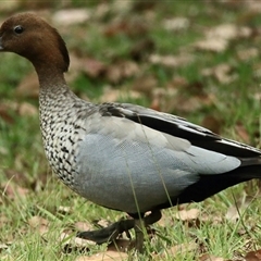 Chenonetta jubata (Australian Wood Duck) at Gibberagee, NSW - 13 Nov 2014 by Bungybird