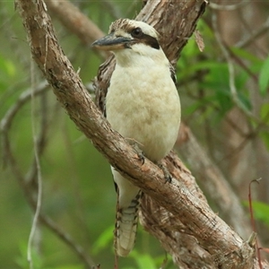 Dacelo novaeguineae at Gibberagee, NSW - 13 Nov 2014