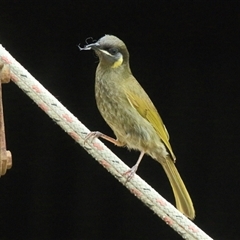 Meliphaga lewinii (Lewin's Honeyeater) at Gibberagee, NSW - 13 Nov 2014 by Bungybird