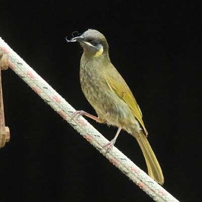 Meliphaga lewinii (Lewin's Honeyeater) at Gibberagee, NSW - 12 Nov 2014 by Bungybird