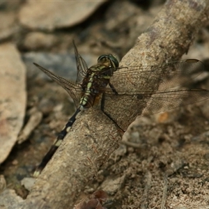 Orthetrum sabina at Gibberagee, NSW - 11 Nov 2014 11:38 PM