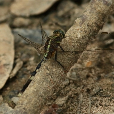 Orthetrum sabina (Slender Skimmer) at Gibberagee, NSW - 11 Nov 2014 by Bungybird