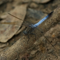 Orthetrum caledonicum at Gibberagee, NSW - 11 Nov 2014 by AaronClausen