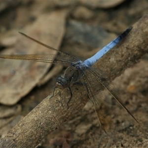 Orthetrum caledonicum at Gibberagee, NSW - 11 Nov 2014 11:39 PM