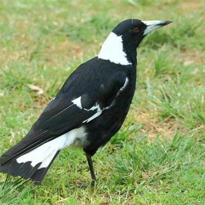 Gymnorhina tibicen (Australian Magpie) at Gibberagee, NSW - 12 Nov 2014 by Bungybird