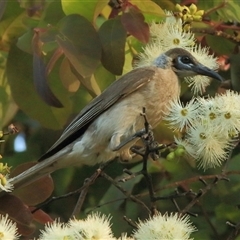 Philemon citreogularis (Little Friarbird) at Gibberagee, NSW - 10 Nov 2014 by Bungybird