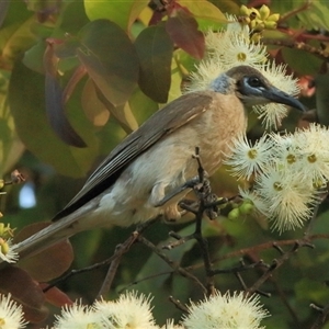 Philemon citreogularis at Gibberagee, NSW - 11 Nov 2014 04:30 AM