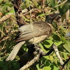 Philemon corniculatus (Noisy Friarbird) at Gibberagee, NSW - 11 Nov 2014 by Bungybird