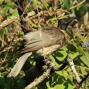 Philemon corniculatus at Gibberagee, NSW - 11 Nov 2014