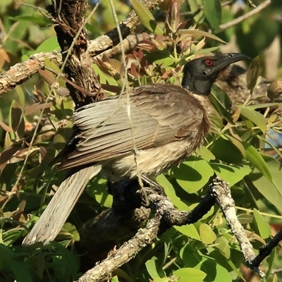 Philemon corniculatus (Noisy Friarbird) at Gibberagee, NSW - 11 Nov 2014 by Bungybird