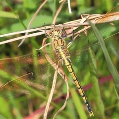 Orthetrum caledonicum at Gibberagee, NSW - 17 Dec 2011 by AaronClausen