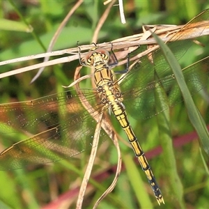 Orthetrum caledonicum at Gibberagee, NSW - 17 Dec 2011 07:58 PM