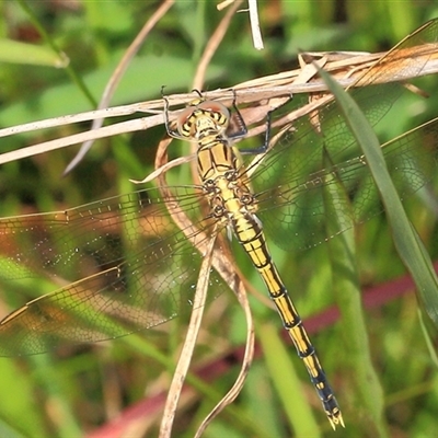 Orthetrum caledonicum at Gibberagee, NSW - 17 Dec 2011 by AaronClausen