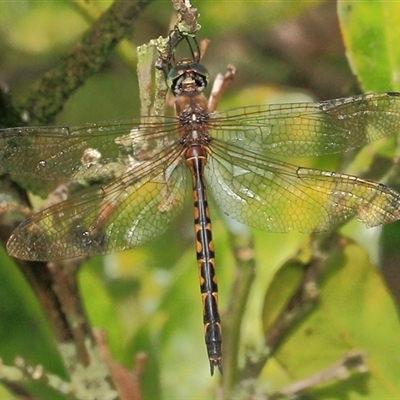 Hemicordulia australiae (Australian Emerald) at Gibberagee, NSW - 17 Dec 2011 by Bungybird