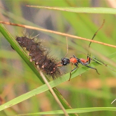 Myrmecia nigrocincta (Jumper ant, jumping jack) at Gibberagee, NSW - 17 Dec 2011 by Bungybird