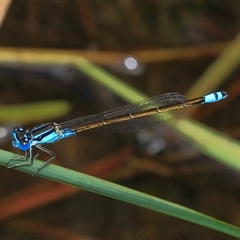 Ischnura heterosticta at Gibberagee, NSW - 17 Dec 2011 by AaronClausen