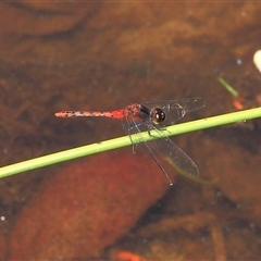 Diplacodes melanopsis (Black-faced Percher) at Gibberagee, NSW - 17 Dec 2011 by Bungybird