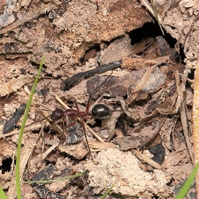 Camponotus intrepidus (Flumed Sugar Ant) at Gibberagee, NSW - 17 Dec 2011 by AaronClausen