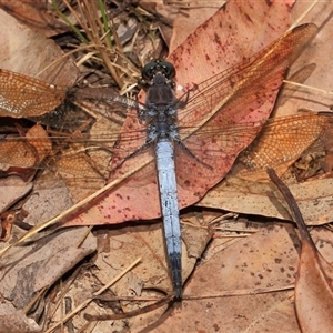 Orthetrum caledonicum at Gibberagee, NSW - 17 Dec 2011 09:36 PM