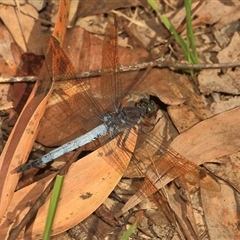 Orthetrum caledonicum at Gibberagee, NSW - 17 Dec 2011 by AaronClausen