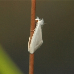 Tipanaea patulella (A Crambid moth) at Gibberagee, NSW - 17 Dec 2011 by AaronClausen