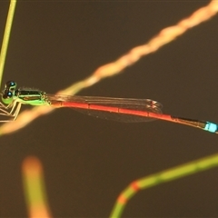 Ischnura aurora at Gibberagee, NSW - 17 Dec 2011 by AaronClausen