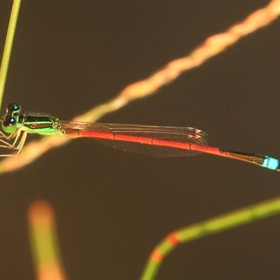 Ischnura aurora (Aurora Bluetail) at Gibberagee, NSW - 18 Dec 2011 by Bungybird