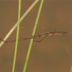 Tetragnatha sp. (genus) at Gibberagee, NSW - 17 Dec 2011 by AaronClausen