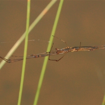 Tetragnatha sp. (genus) (Long-jawed spider) at Gibberagee, NSW - 18 Dec 2011 by Bungybird