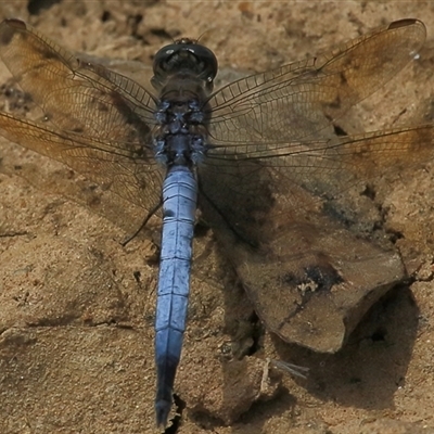 Orthetrum caledonicum (Blue Skimmer) at Gibberagee, NSW - 16 Oct 2013 by Bungybird