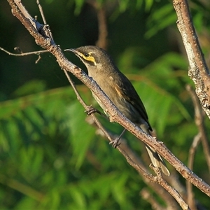 Caligavis chrysops at Gibberagee, NSW - 17 Oct 2013