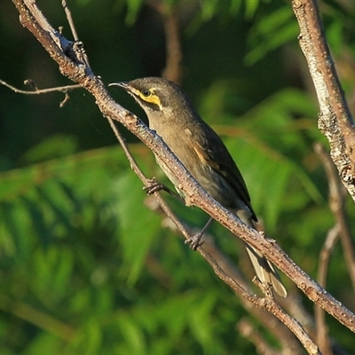 Caligavis chrysops (Yellow-faced Honeyeater) at Gibberagee, NSW - 17 Oct 2013 by Bungybird