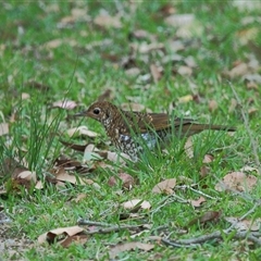 Zoothera lunulata (Bassian Thrush) at Gibberagee, NSW - 17 Oct 2013 by Bungybird