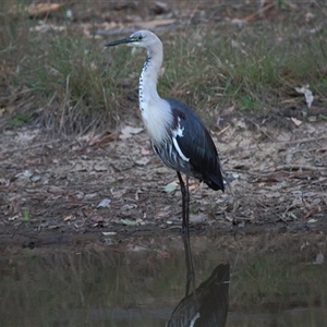 Ardea pacifica at Gibberagee, NSW - 17 Oct 2013