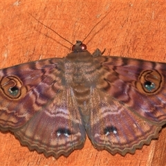 Speiredonia spectans (Granny's Cloak Moth) at Gibberagee, NSW - 5 Feb 2016 by Bungybird