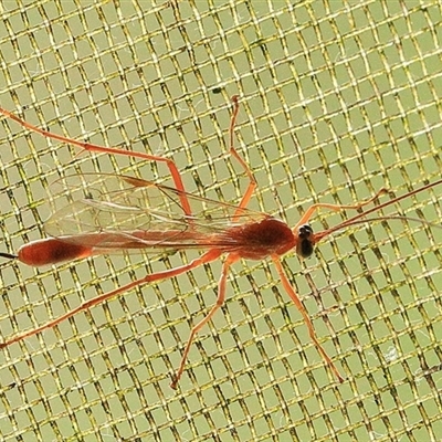 Netelia sp. (genus) at Gibberagee, NSW - 9 Nov 2016 by Bungybird