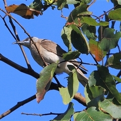 Philemon citreogularis (Little Friarbird) at Gibberagee, NSW - 24 Sep 2015 by Bungybird