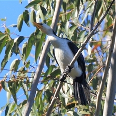 Microcarbo melanoleucos (Little Pied Cormorant) at Gibberagee, NSW - 24 Sep 2015 by Bungybird