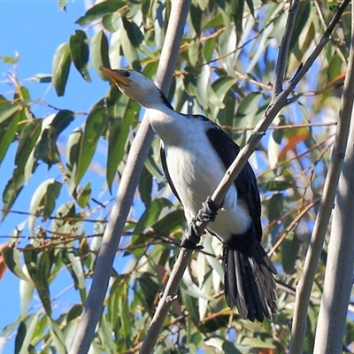 Microcarbo melanoleucos (Little Pied Cormorant) at Gibberagee, NSW - 24 Sep 2015 by Bungybird