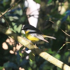 Eopsaltria australis (Eastern Yellow Robin) at Gibberagee, NSW - 24 Sep 2015 by Bungybird