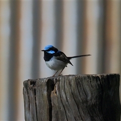 Malurus cyaneus (Superb Fairywren) at Gibberagee, NSW - 24 Sep 2015 by Bungybird