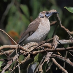 Philemon corniculatus at Gibberagee, NSW - 24 Sep 2015 by AaronClausen