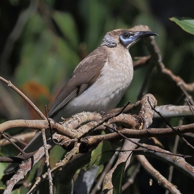 Philemon corniculatus at Gibberagee, NSW - 24 Sep 2015 by AaronClausen