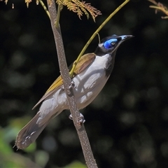 Entomyzon cyanotis (Blue-faced Honeyeater) at Gibberagee, NSW - 24 Sep 2015 by Bungybird