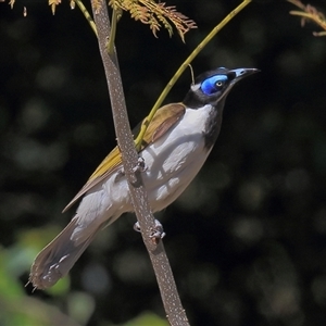 Entomyzon cyanotis at Gibberagee, NSW - 24 Sep 2015 08:53 PM