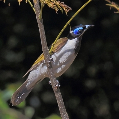 Entomyzon cyanotis at Gibberagee, NSW - 24 Sep 2015 by AaronClausen