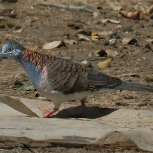 Geopelia humeralis at Gibberagee, NSW - 24 Sep 2015 09:06 PM